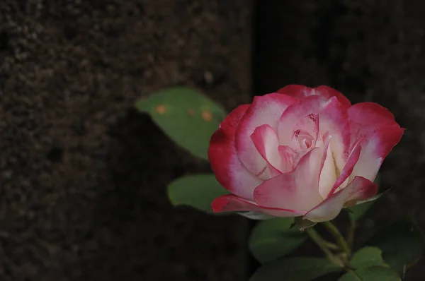 Eine weiße und rosa Rose in einem Garten — Stockfoto