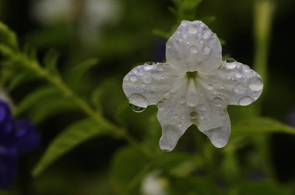 Una flor blanca cubierta de gotas de agua en un jardín — Foto de Stock
