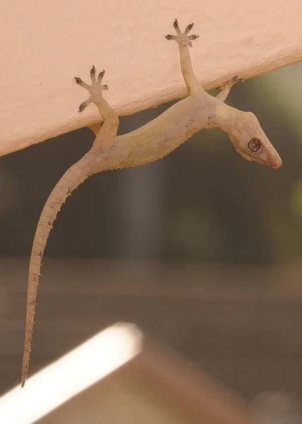 A gecko hanging upside down on a wall — Stock Photo, Image