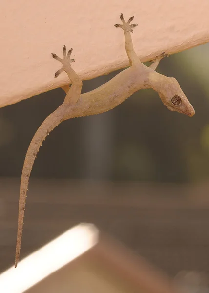 Baş aşağı bir duvarda asılı bir gecko