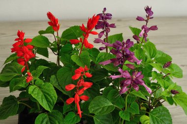 Bir tepsi Salvia cüce fidan 