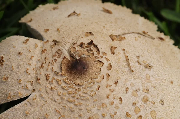 O boné de um cogumelo no jardim — Fotografia de Stock