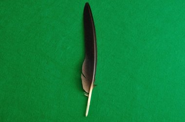 Görüntülenen ortasında yeşil bir arka plan siyah tüy