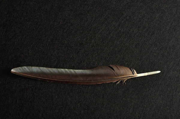 A black feather displayed on a black background
