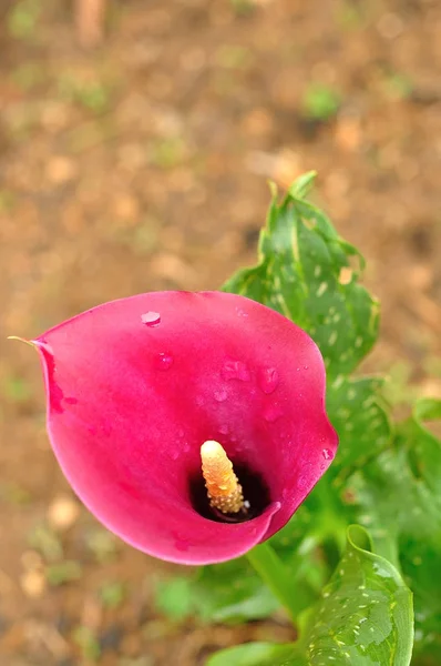 Um Arum lírio roxo em um jardim — Fotografia de Stock