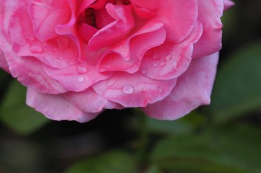 Sığ derinlik-in tarla pembe Gül