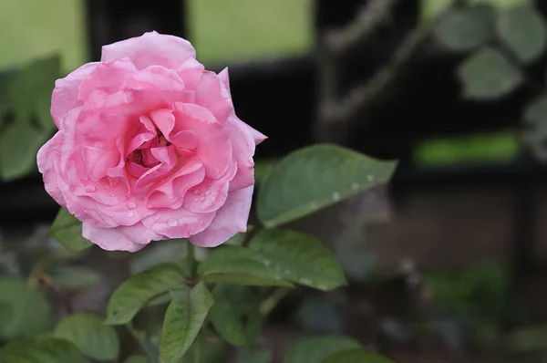 Una rosa con poca profundidad de campo — Foto de Stock