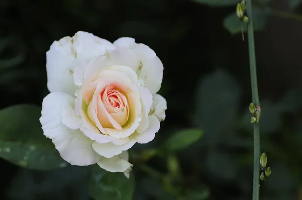 Una rosa blanca con poca profundidad de campo — Foto de Stock