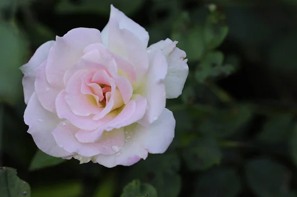 Een witte roos met ondiepe scherptediepte — Stockfoto