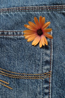 Tek turuncu papatya arka cebinde bir kot, kot pantolon.