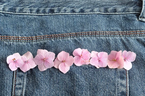 Un bolsillo trasero de un vaquero con flores de hortensias rosadas — Foto de Stock