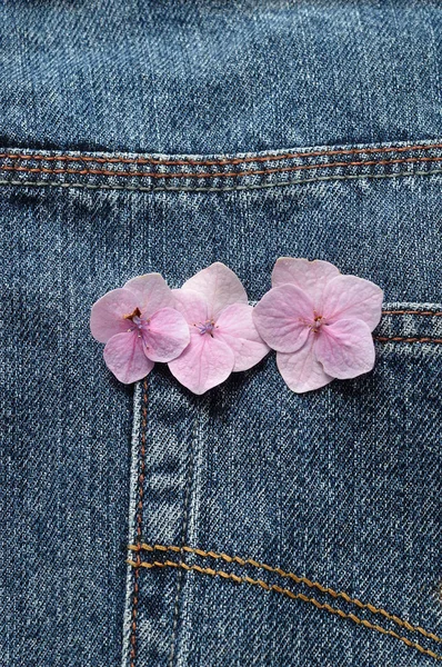 Um bolso traseiro de um jean de ganga com flores de Hortênsia rosa — Fotografia de Stock