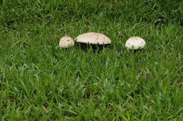 庭の芝生に成長キノコの行 — ストック写真