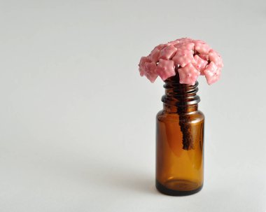 Hoya Carnosa (mum çiçeği)