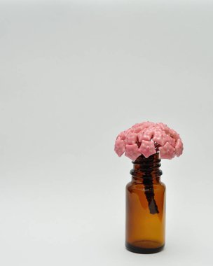 Hoya Carnosa (mum çiçeği)