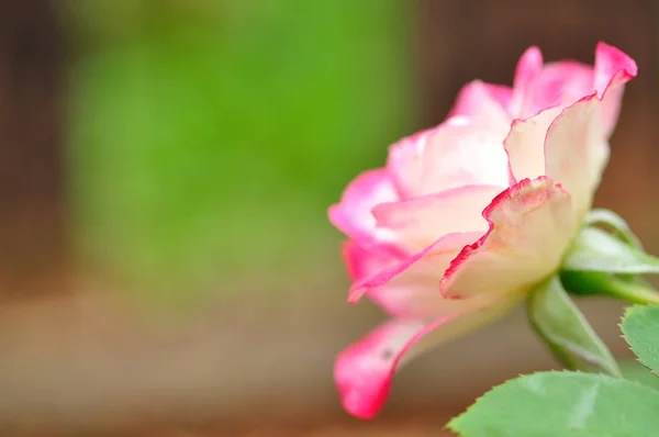 En rosa ros med kort skärpedjup — Stockfoto