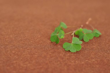 Bir demet izole kahverengi bir arka plan üzerinde yonca