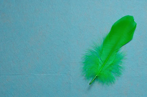A green feather on a blue background — Stock Photo, Image