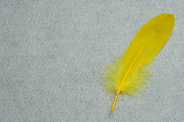 白色背景上的黄色羽毛 — 图库照片