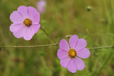 Alan sığ derinliği olan pembe evren