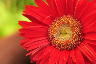 Alan sığ derinliği ile kırmızı bir Gerber çiçek