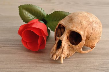 Kırmızı yapay gül görüntülenen bir maymun kafatası