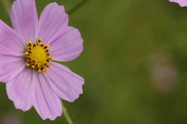 pembe cosmos çiçek
