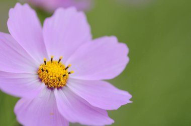 pembe cosmos çiçek