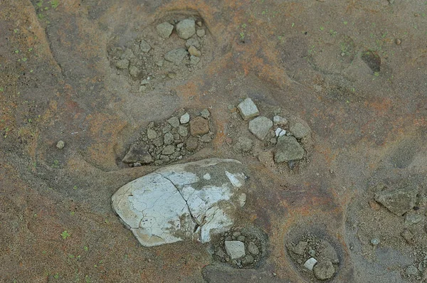 Güney Afrika'da bir çiftlikte bir fosilleşmiş dinozor yumurtası