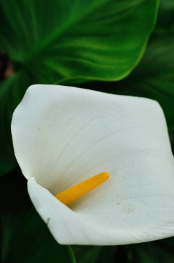 Bir bahçe beyaz Arum zambak