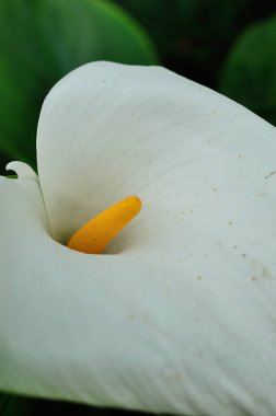 Bir bahçe beyaz Arum zambak