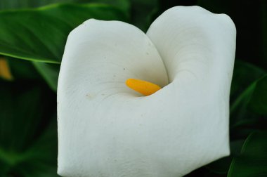 Bir bahçe beyaz Arum zambak