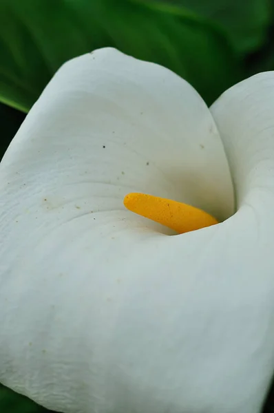 Um lírio Arum branco em um jardim — Fotografia de Stock