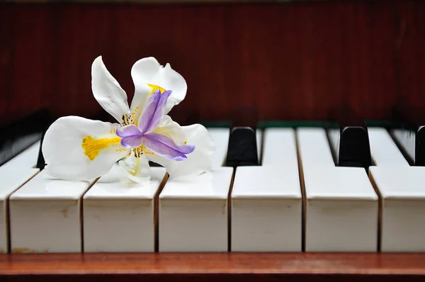 Weiße afrikanische Iris mit lila und gelben Zentrum auf den Klaviertasten — Stockfoto
