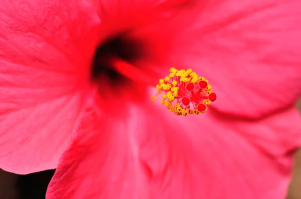 Stamen Van Een Roze Hibiscus Bloem — Stockfoto