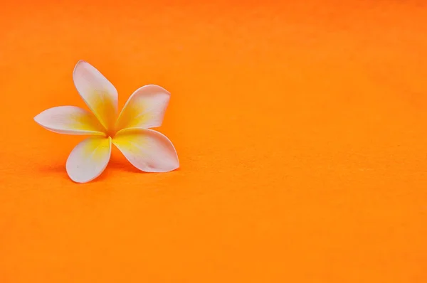 Une Seule Fleur Frangipani Sur Fond Orange — Photo