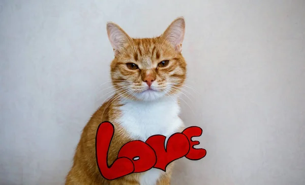 A cat with the word "Love" — Stock Photo, Image
