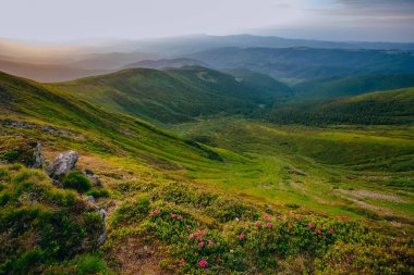 Renkli yaz peyzaj Karpat Dağları.