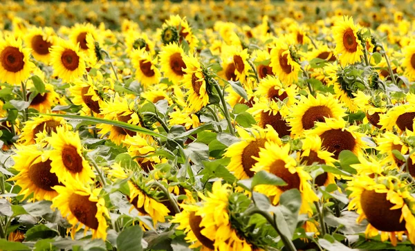 Girasoles en día soleado — Foto de Stock