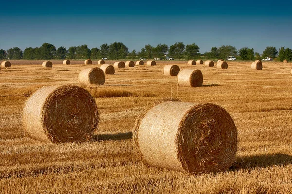 Haystacks straw after harvesting — Stock Photo, Image