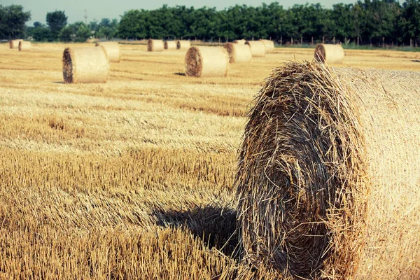 Haystacks straw after harvesting — Stock Photo, Image