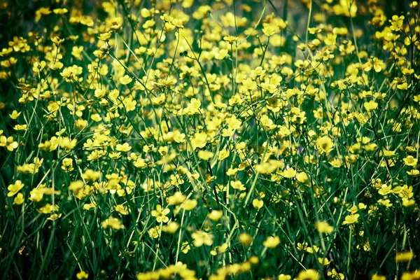 草原のキンポウゲ — ストック写真