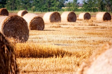 Haystacks, tarım kavramı