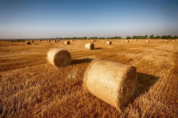 Haystacks, Agriculture Concept — Stock Photo, Image