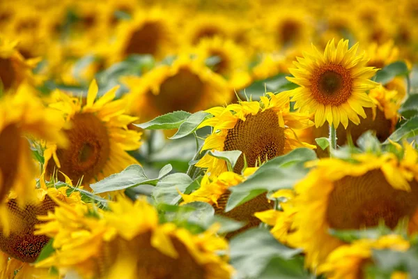 Campo de girasoles — Foto de Stock