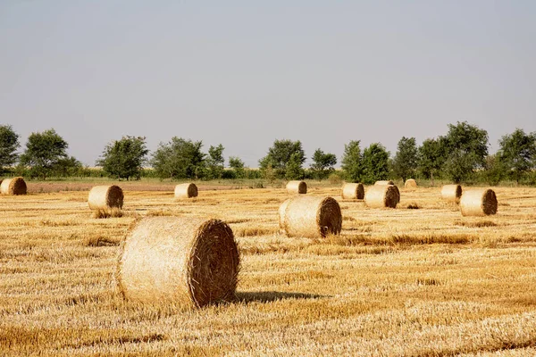 Haystacks straw, Agriculture Concept — Stock Photo, Image