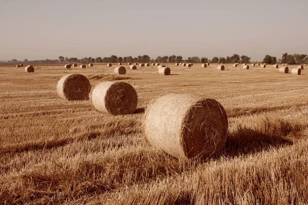 Haystacks straw, Agriculture Concept — Stock Photo, Image
