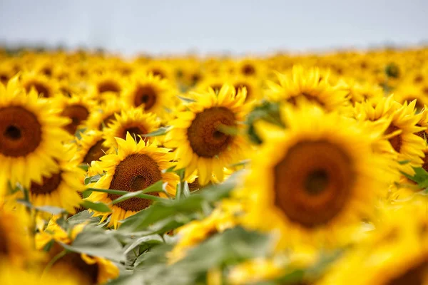 Campo de girasol al sol — Foto de Stock