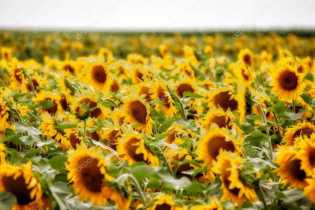 Sunflower field in sunshine