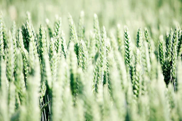 Young wheat field — Stock Photo, Image